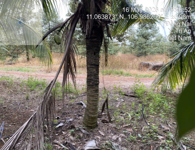(Lần 4) Quyền sử dụng đất thuộc thửa đất số 31 cùng tờ bản đồ 16 tại xã Trị An, huyện Vĩnh Cửu, tỉnh Đồng Nai (nay là phường Trị An, Thành phố Đồng Nai) -808